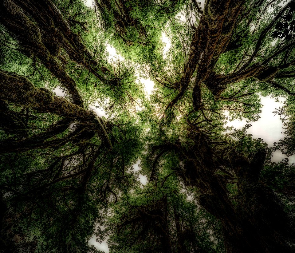 IntlForestDay_darkened_IG