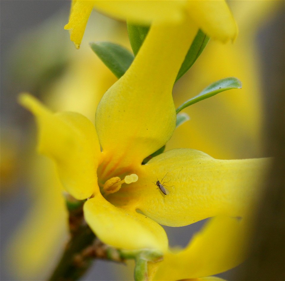 Forsythie