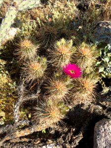 Cholla cactus with flower photo