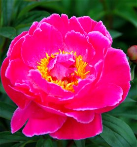 A Pulchritudinous Peony in the Pink of Condition!