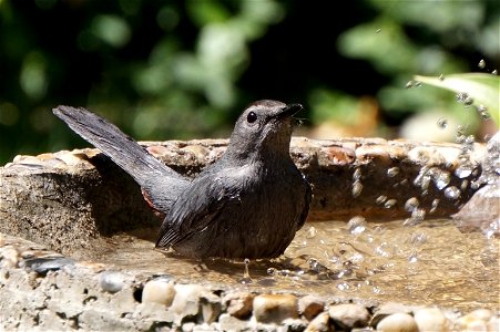 Gray Catbird