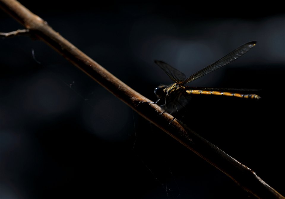 Dragonfly photo