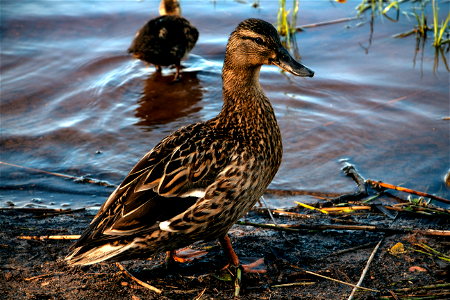 Утка / A duck photo