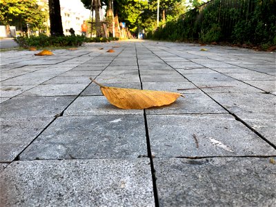 Autumn in Ha Noi