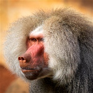 Baboon hairstyle