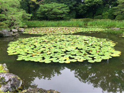 Lotus Lake