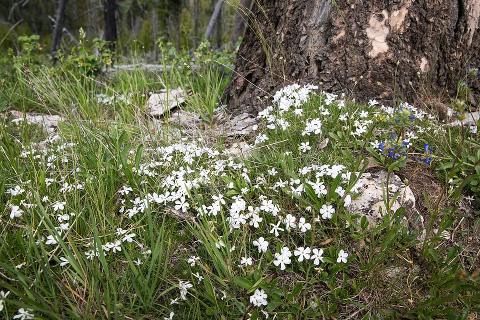 Wild Flowers Bunsen Peak Trail. Yellowstone national park