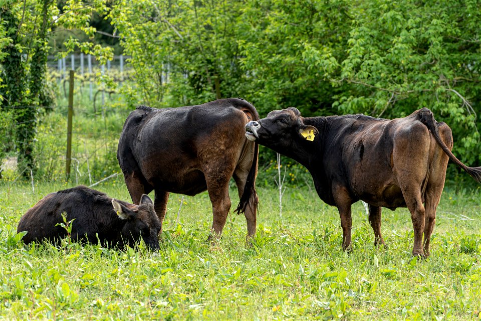 Animali, biodiversità, nella Tenuta Civranetta | Lorenzo Fidora azienda agricola