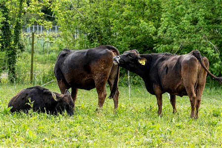 Animali, biodiversità, nella Tenuta Civranetta | Lorenzo Fidora azienda agricola