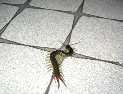 First mukade (nasty centipede) of the season photo