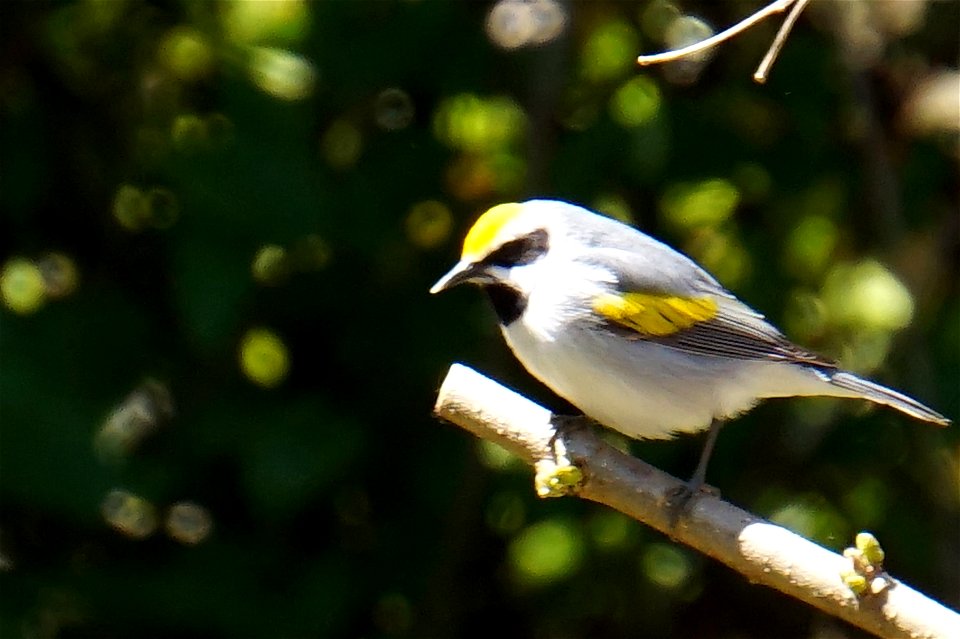 Golden-winged Warbler | Male