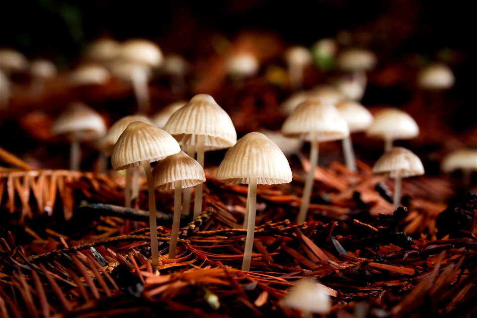 A quick little mushroom show