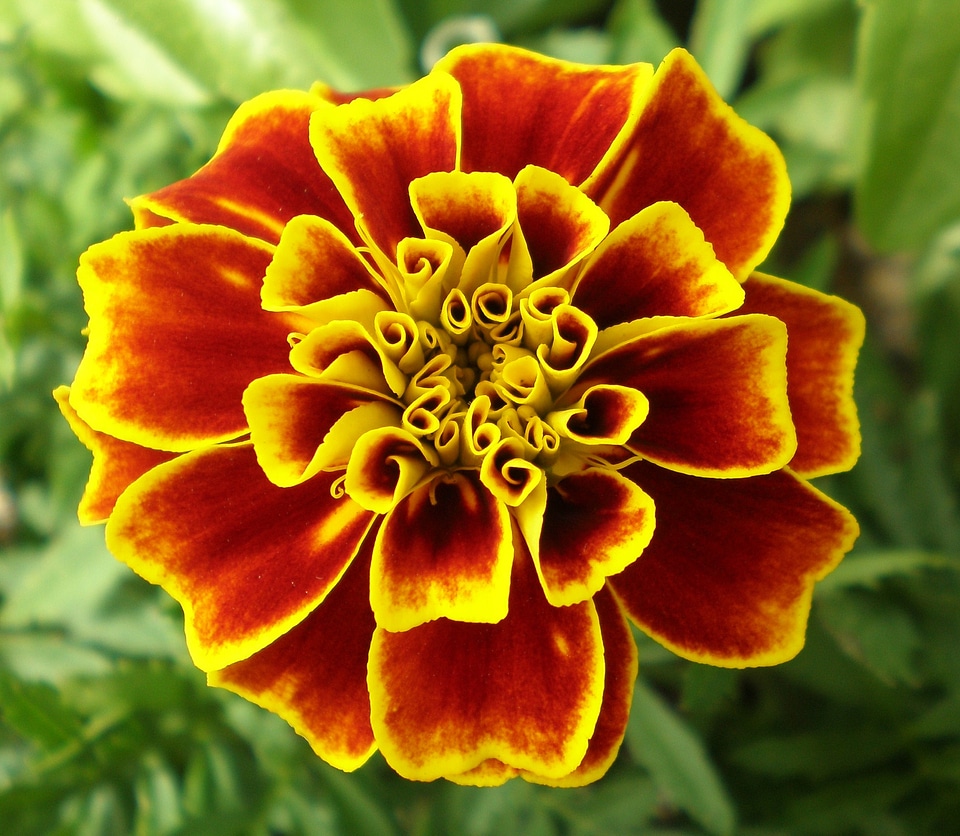 Floral plant natural