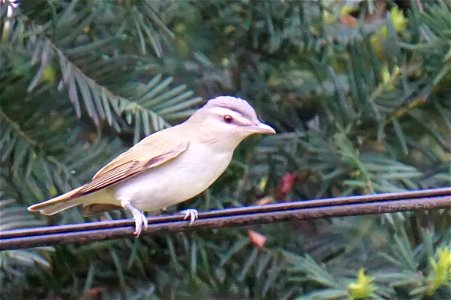 Red-eyed Vireo