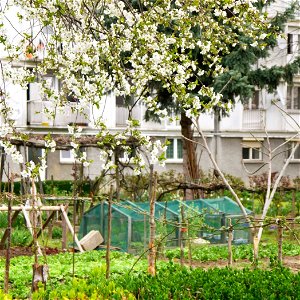 Allotment Gardens in Zagreb (Siget) photo