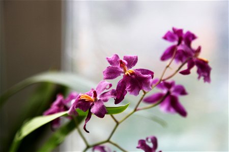 orchid photo