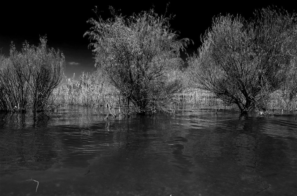 Trees in the Sea of Galilei