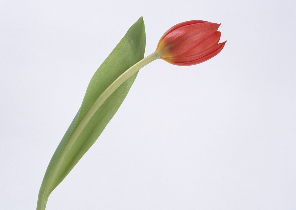 One red tulip isolated close up