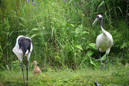 Red-crowned crane family photo