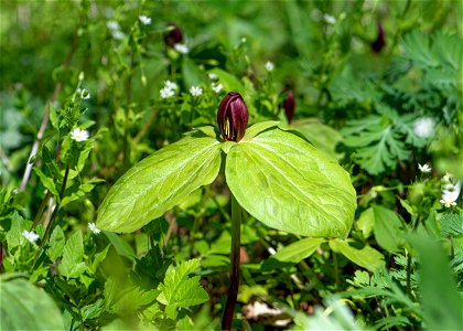 Toadshade Trillium (Trillium sessile)
