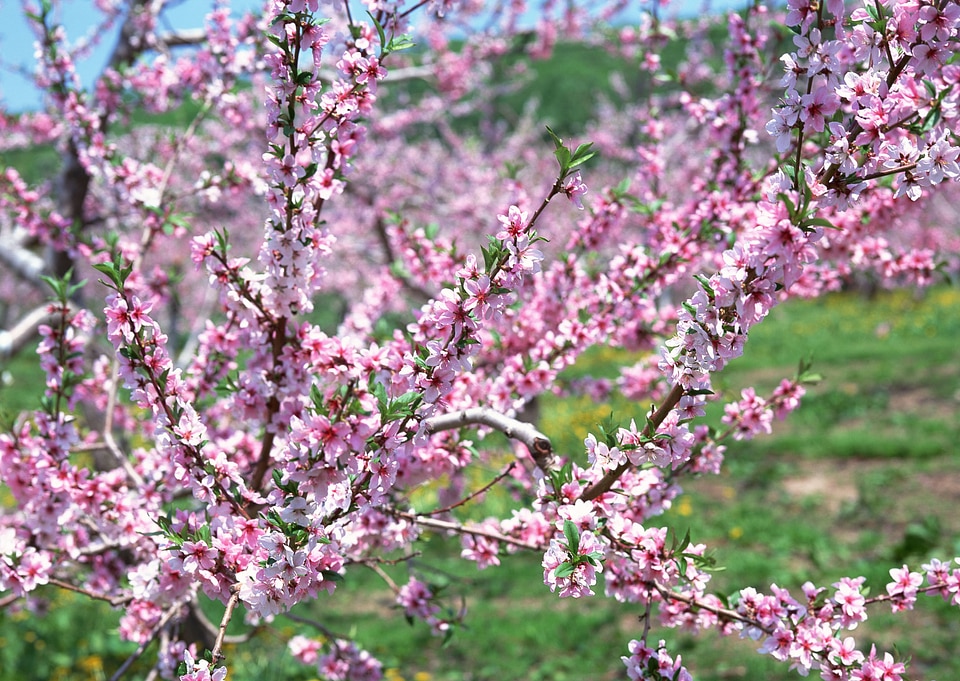 Flowers of the cherry blossoms