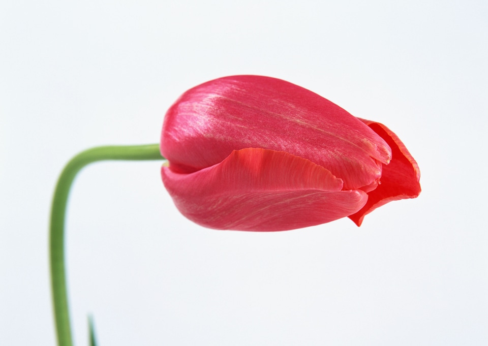 One red tulip isolated close up