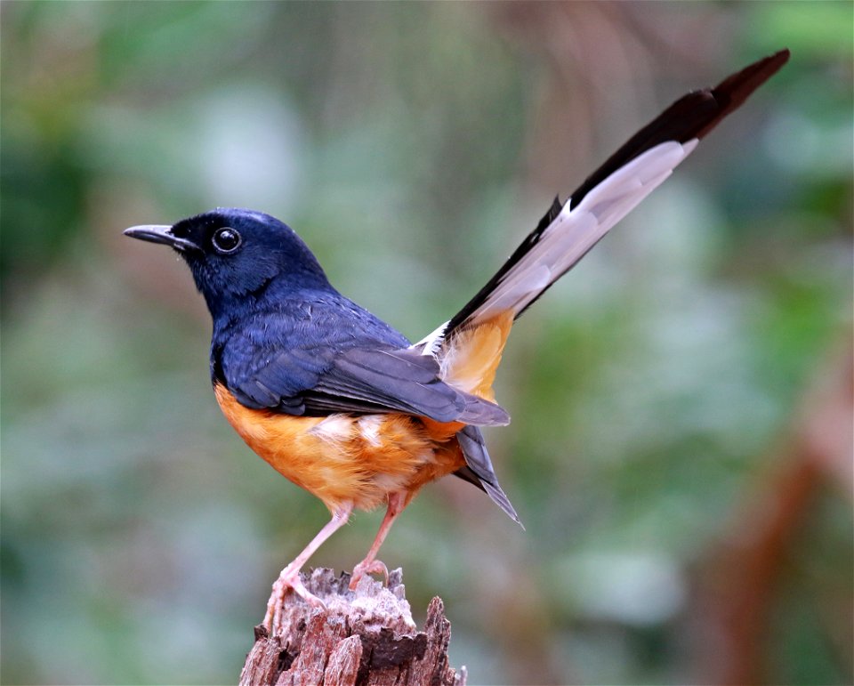 White-Rumped Shama