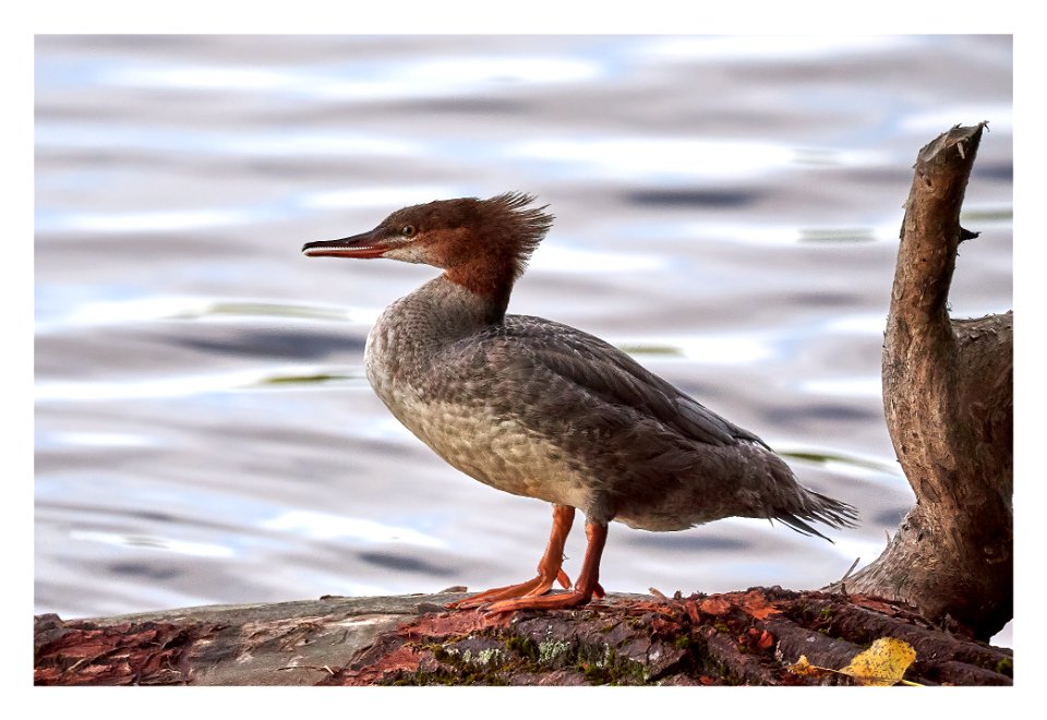 merganser on ct river