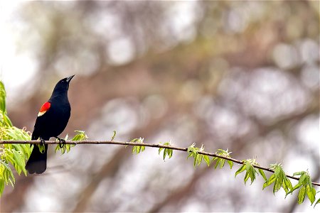red winged blackbird @ smith middle school, glastonbury