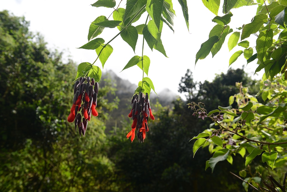 Inca trail to Machu Picchu, Cusco, Peru