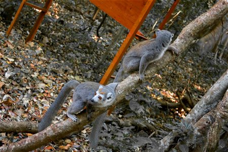 Lemur photo