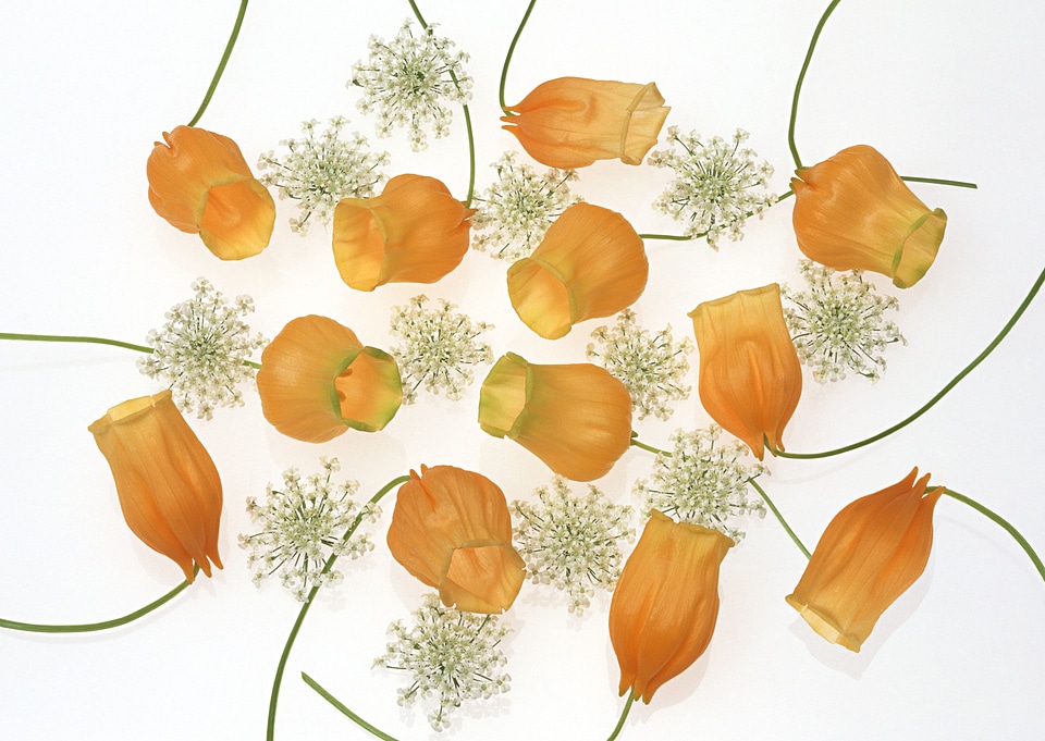 Dry petals isolated on white