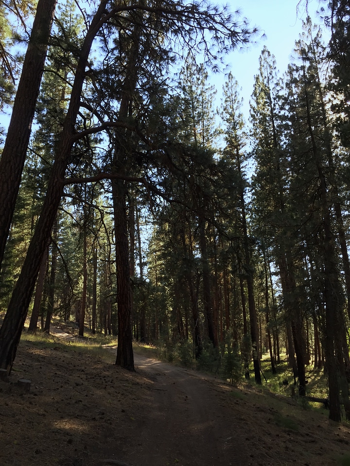 Woods