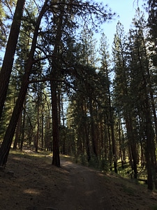 Woods