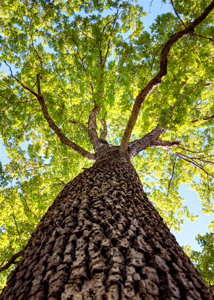 White Oak
