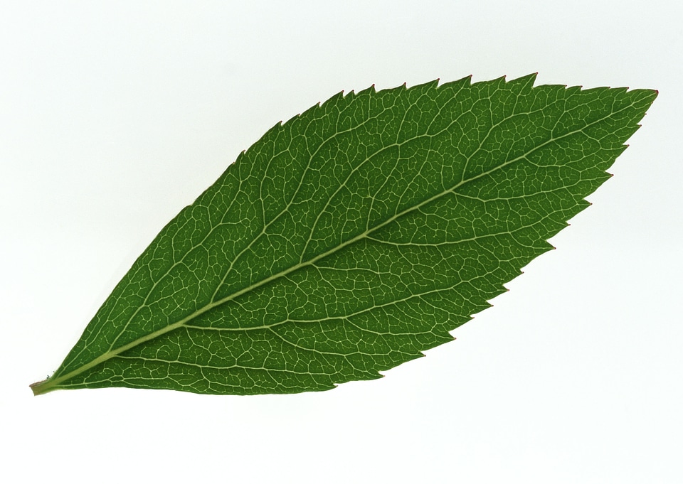 One green leaf close up isolated
