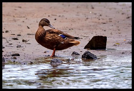 mallard b̶r̶o̶ gal showing off h̶i̶s̶ her pecs