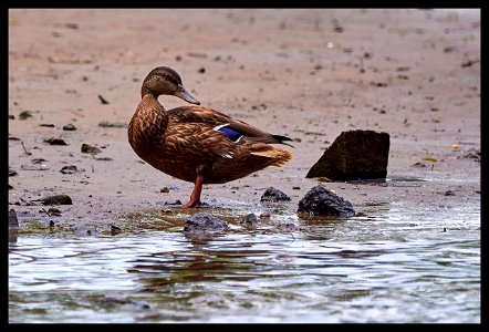 mallard b̶r̶o̶ gal showing off h̶i̶s̶ her pecs photo