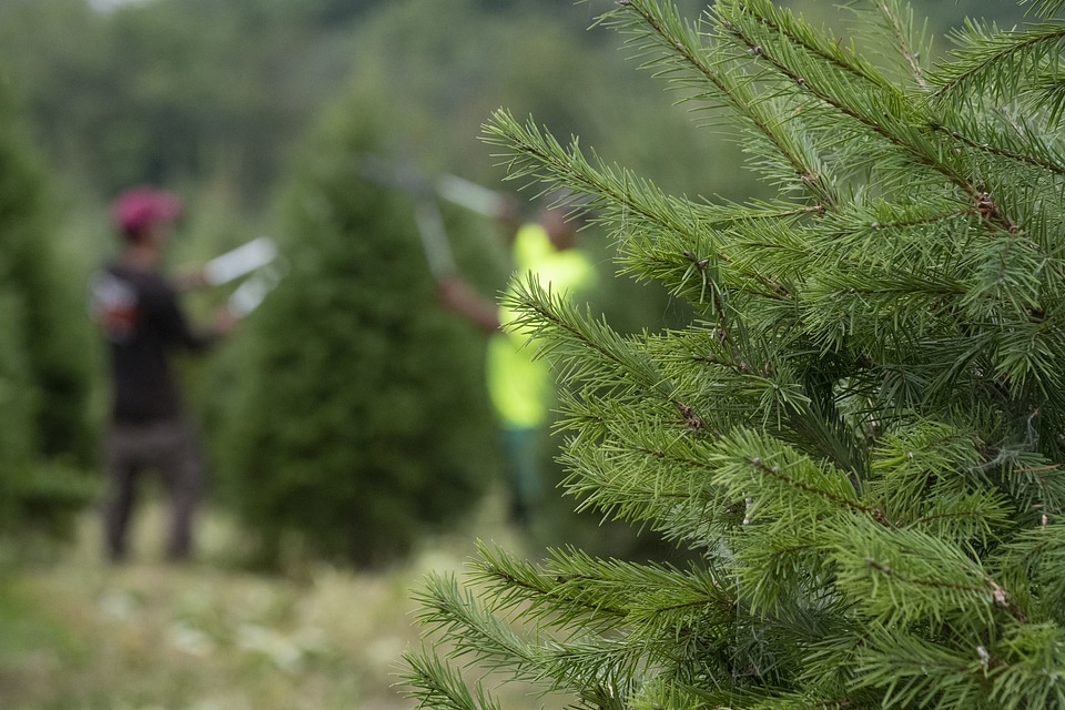 trimming and shaping Christmas trees