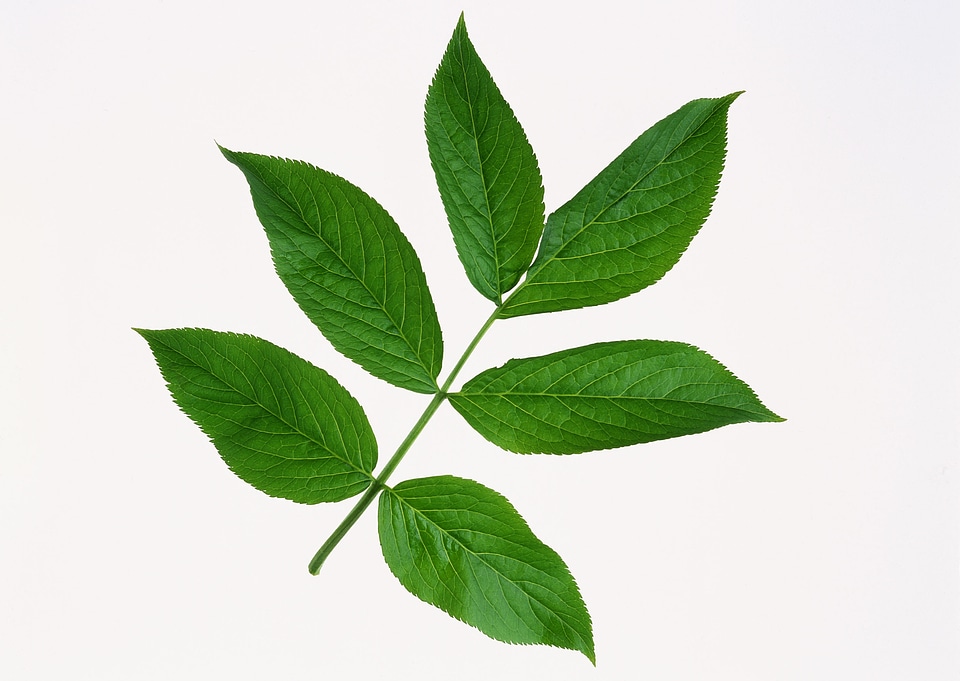 Green leaves isolated on white background