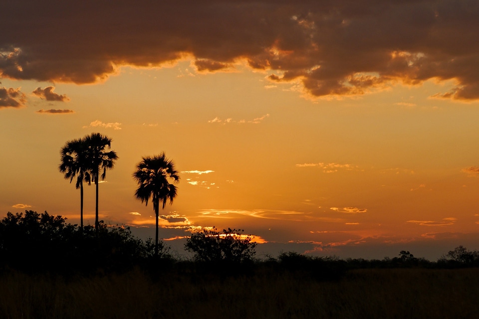 Africa flock botswana