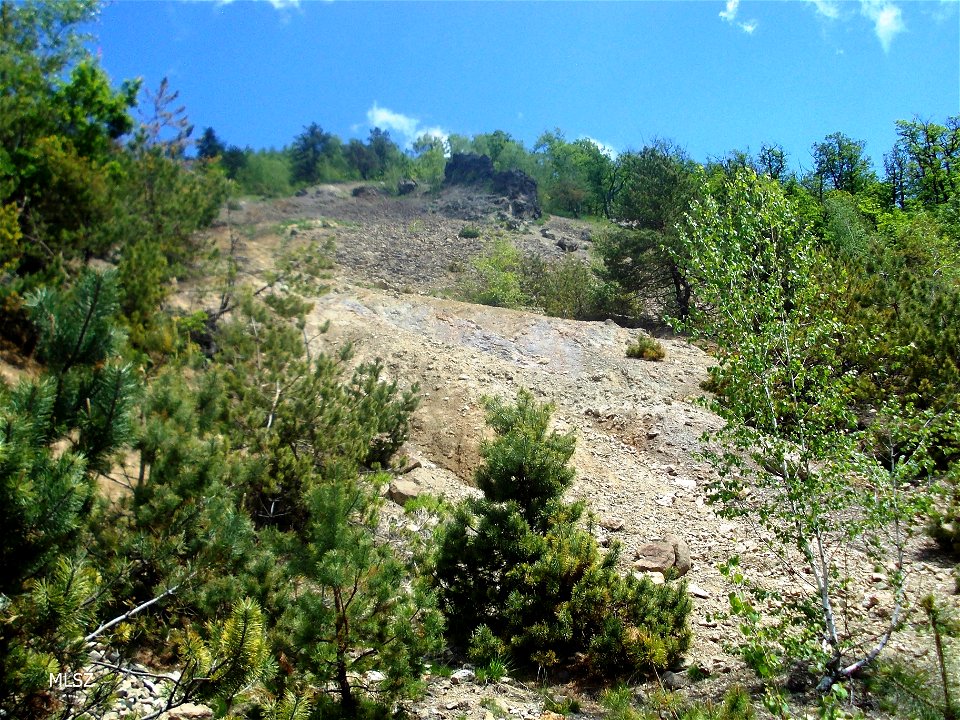 Rocks and pine trees