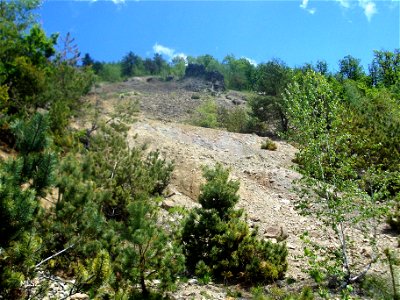 Rocks and pine trees