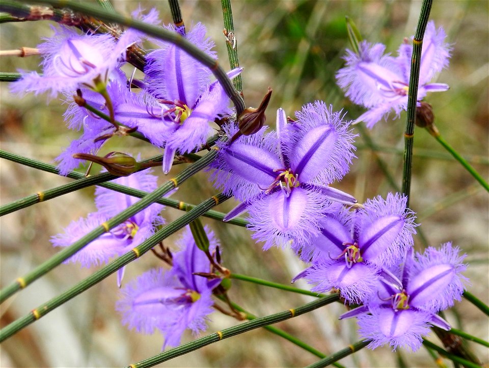 Thysanotus juncifolius ( Rush Fringe Lily )