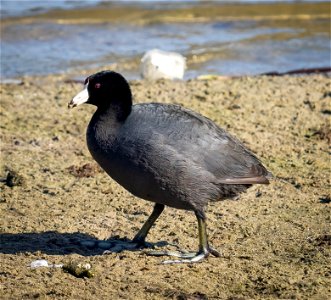 American Coot