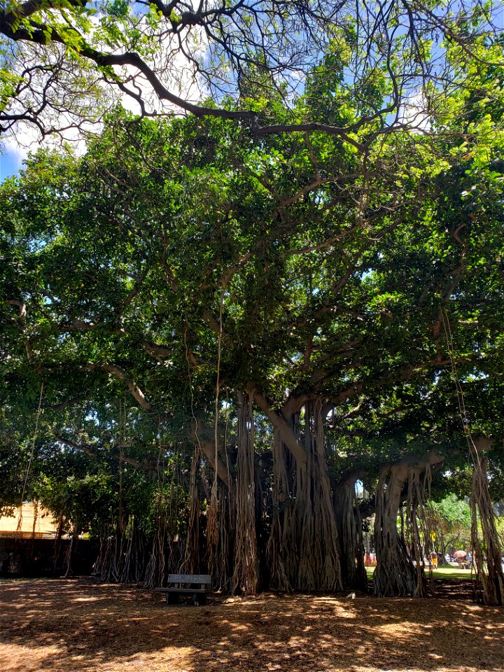 Banyan Tree in HI