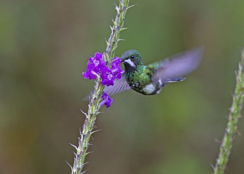 Green and blue hummingbird Sparkling Violetear