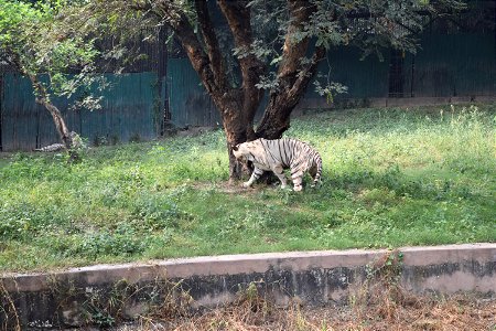 Panthera tigris