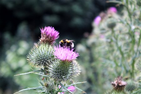 Thistle Bee