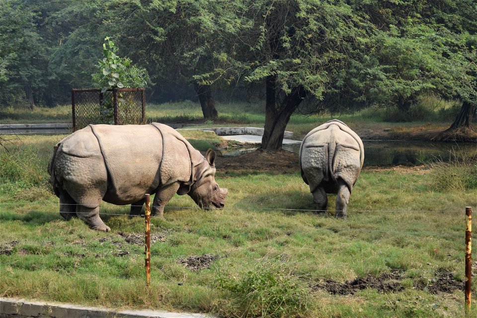 Rhinoceros unicornis